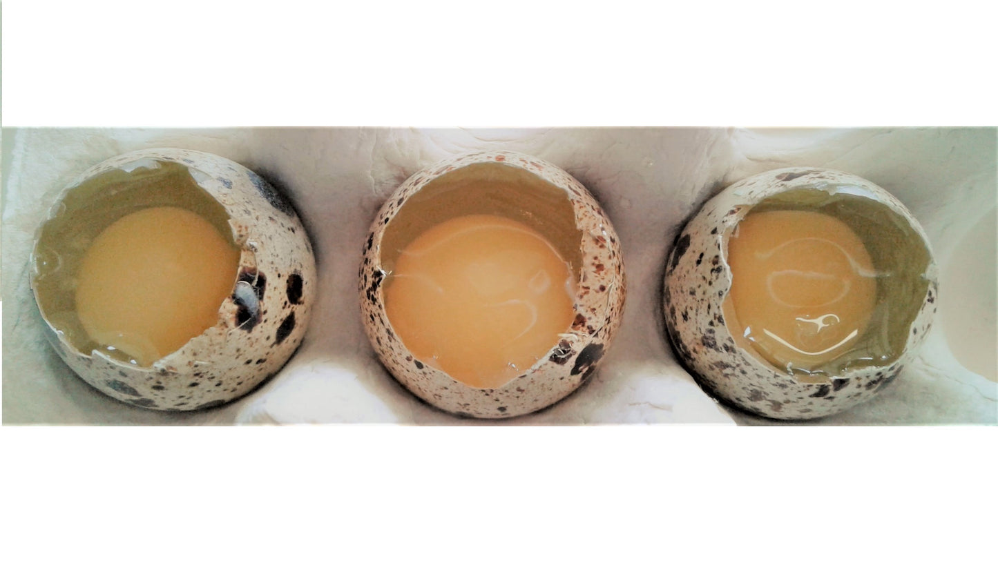 Standard Cage Free/Barn Quail Eggs